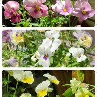 パンジー,寄せ植え,鉢植え,我が家の庭,かわいい花の画像