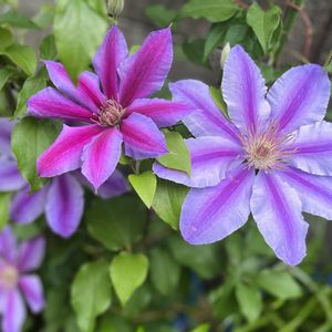 てっせん,お庭,紫の花の画像