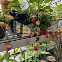 イチゴ,ブルーベリー,家庭菜園,ベランダの画像
