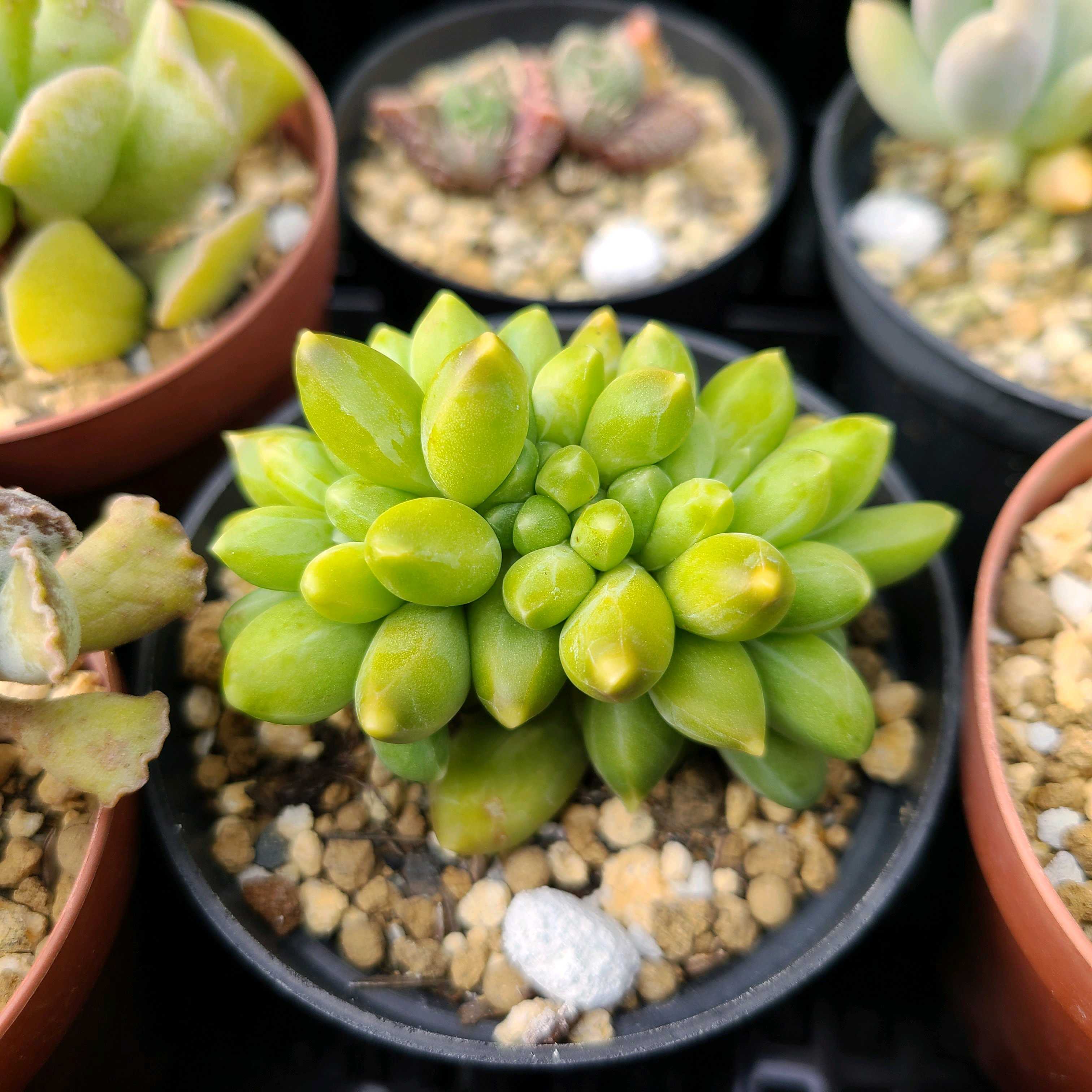 多肉植物^o^  コンパクツム　小苗 backend=imagemagick;version=1;
