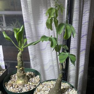 塊根植物,コーデックス,葉っぱ,冬型塊根,チレコドン属の画像