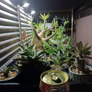 アガベ,ユーフォルビア,塊根植物,コーデックス,ビザールプランツの画像