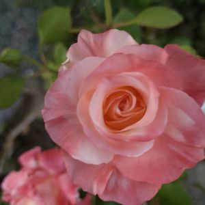 薔薇,きれい,咲いた！,今日の一枚,花のある暮らしの画像
