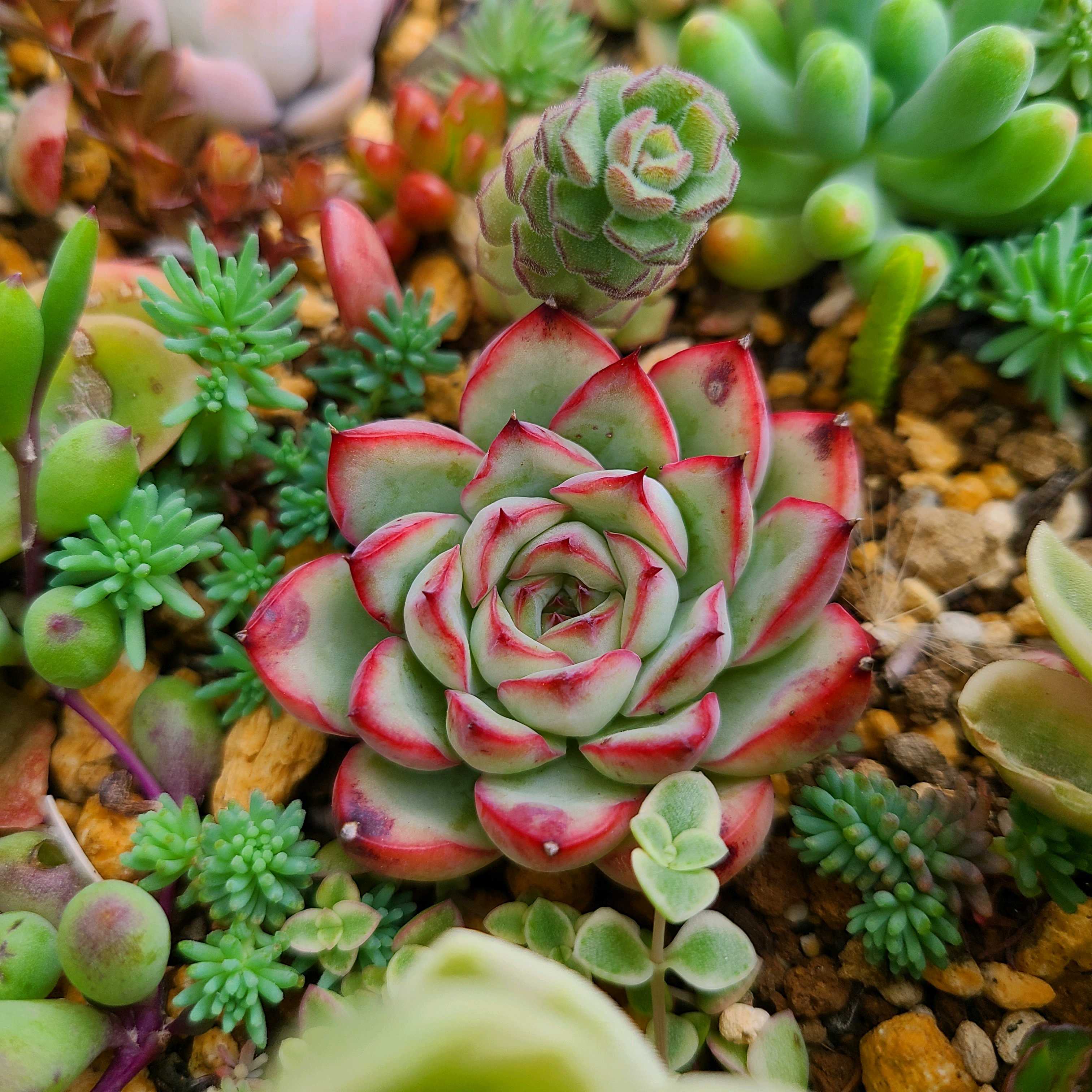 プリドニスの成長記録✨💕｜🍀GreenSnap（グリーンスナップ）