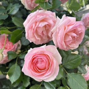 薔薇,ピエールドゥロンサール,鉢植え,ピンク,つるバラの画像