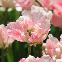 チューリップ,八重咲きチューリップ,チューリップ フィノラ,球根植物,優しい花色の画像