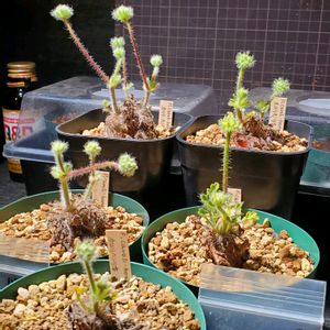 ペラルゴニウム　カロリヘンリキ,塊根植物,実生,種子から育てる,南アフリカ原産の画像