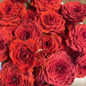ミ二バラ,ガーデニング,バラの剪定,赤いバラ,可愛いお花の画像
