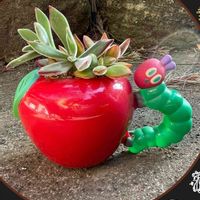 ハムシー,多肉植物,多肉植物寄せ植え,マクドナルド,お花は癒しの画像