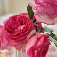 ルポール ロマンティーク,可愛い,つるバラ,花のある暮らし,春のお花の画像