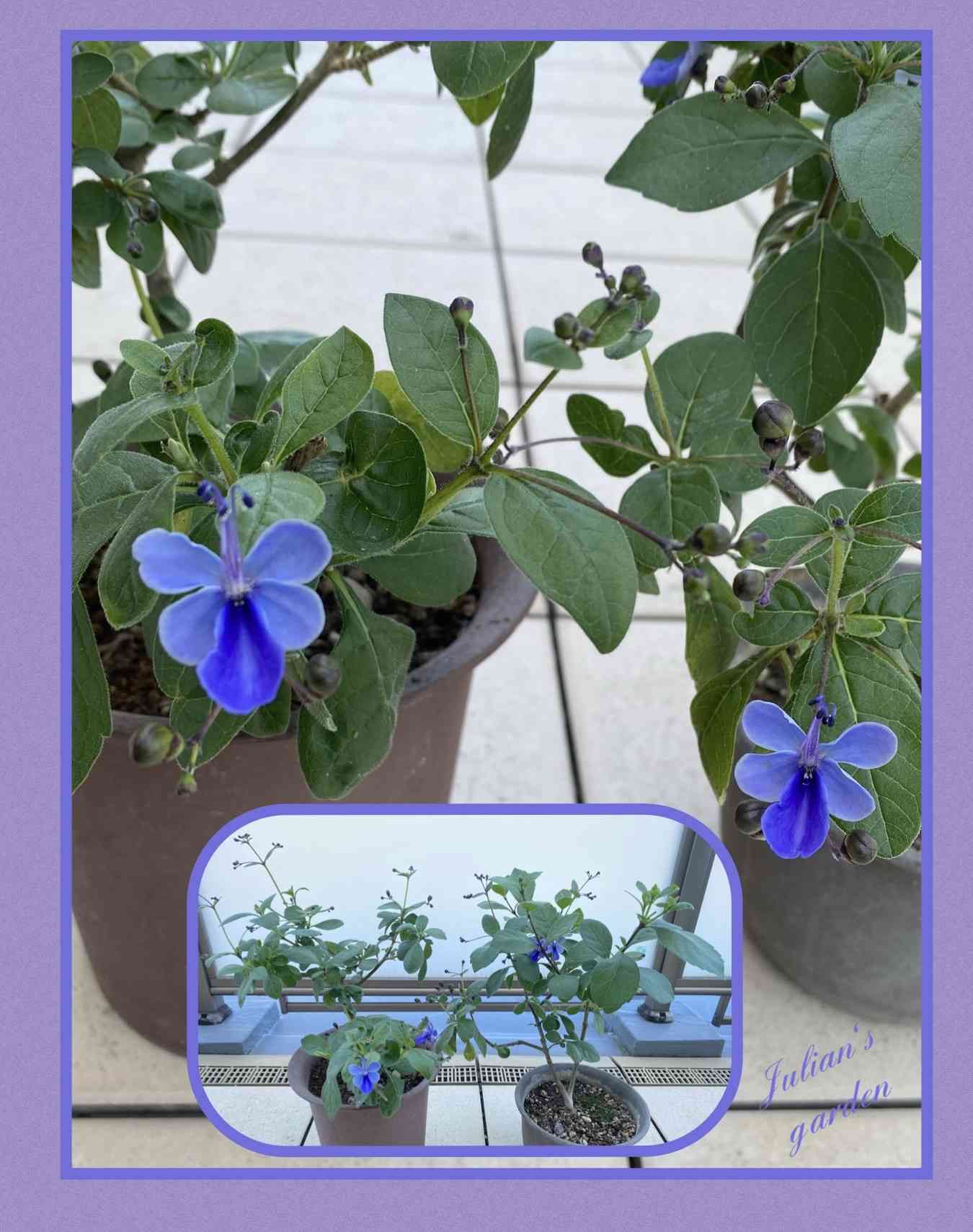 アメリカンブルー様 おまとめ エボルブルス 苗 水色小町 コンパクト アメリカンブルー 3.5号 夏の花