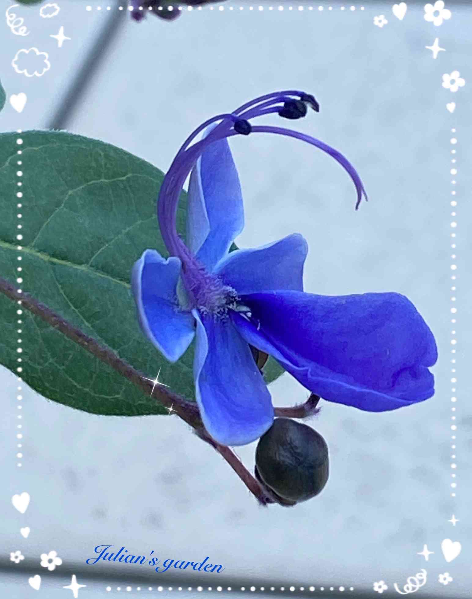 アメリカンブルーの投稿画像 by julianさん｜ブルースターとバルコニー