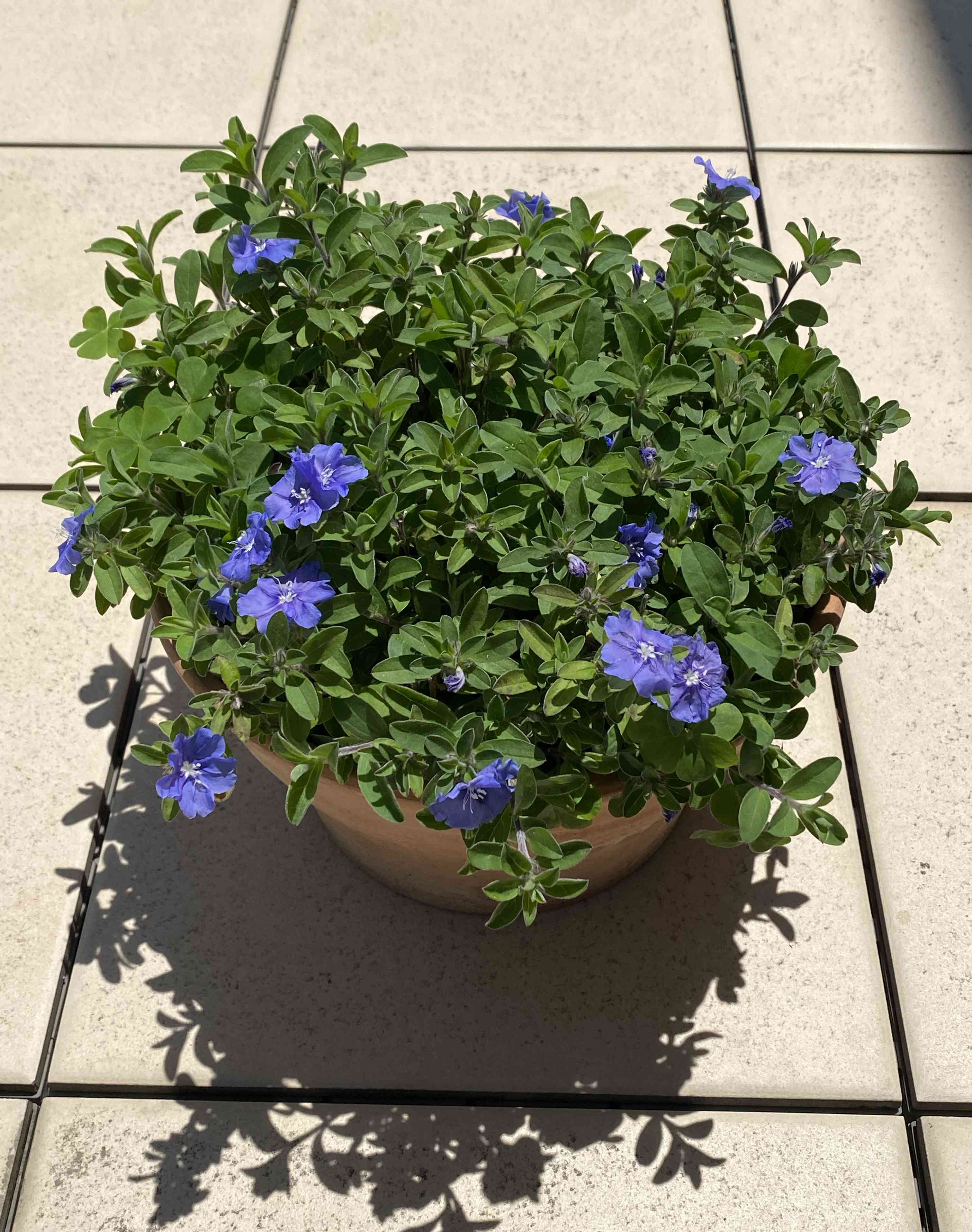 アメリカンブルーの投稿画像 by julianさん｜ブルースターとバルコニー