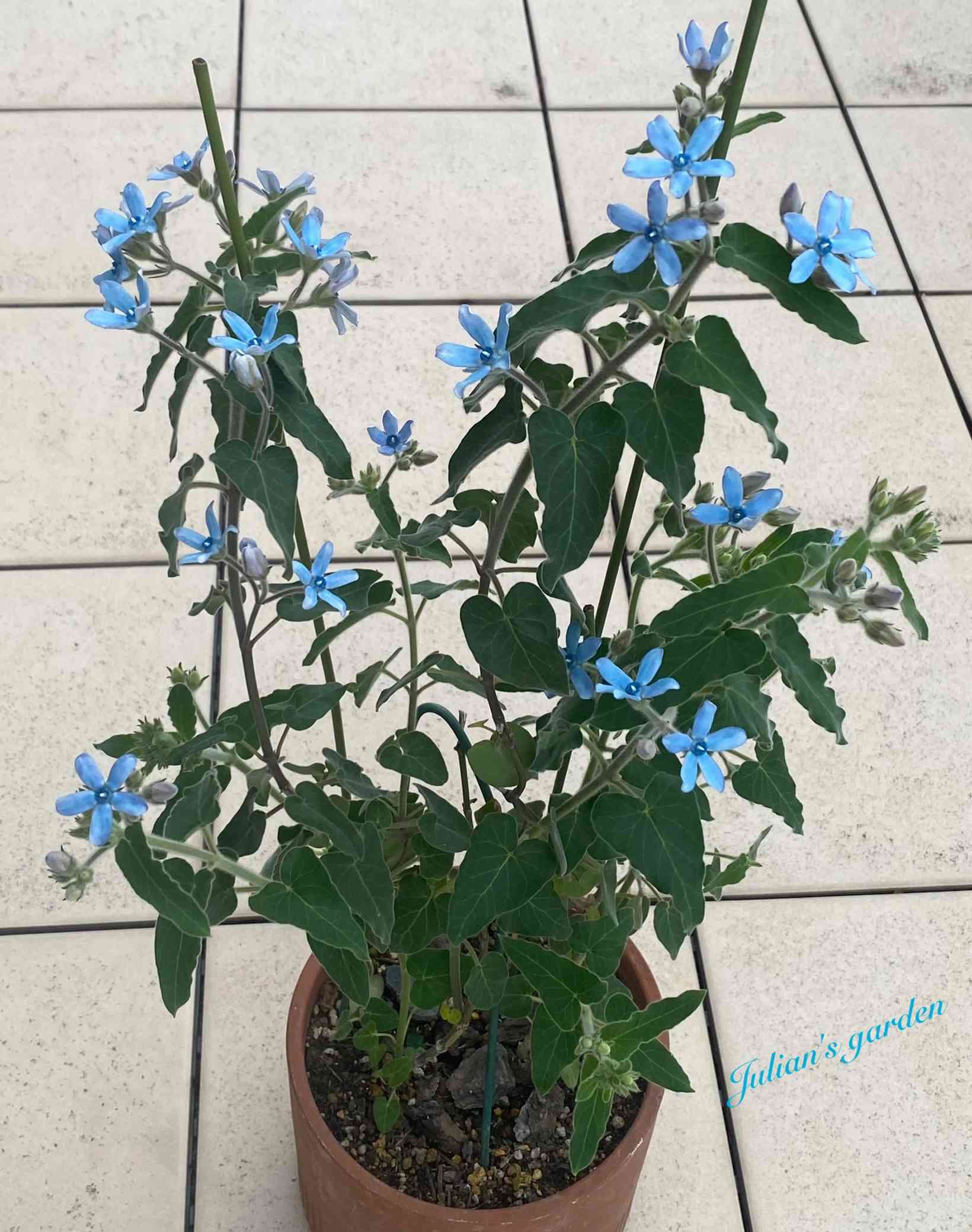 アメリカンブルーの投稿画像 by julianさん｜ブルースターとバルコニー