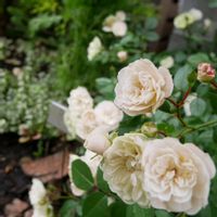 バラ,ミニバラ・グリーンアイス,かわいい,白い花,花のある暮らしの画像