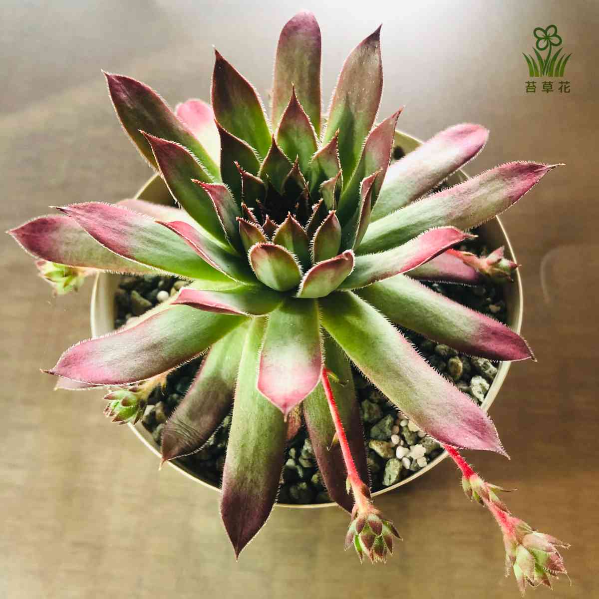 センペルビウム ファイヤーバードの一覧｜🍀GreenSnap（グリーン