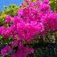 ツツジ,19日はピンクの日!,日曜日は日本を感じる和の花の画像