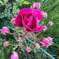 スギナ,ローズマリー,ミニ薔薇,庭の画像