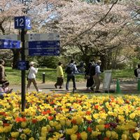 チューリップ,チューリップ,昭和記念公園,公園,散歩の画像
