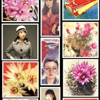 サボテン,サボテンの花,ベランダ多肉,iPhone撮影,スマホ撮影の画像