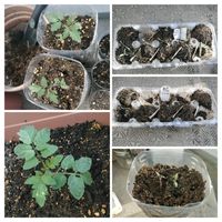 ミニトマト,ミニトマト,卵パック,ペットボトル栽培の画像