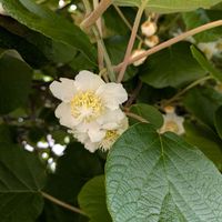 ルバーブ,キウイフルーツの花,キウイフルーツの花,いただきもの,心穏やかにの画像