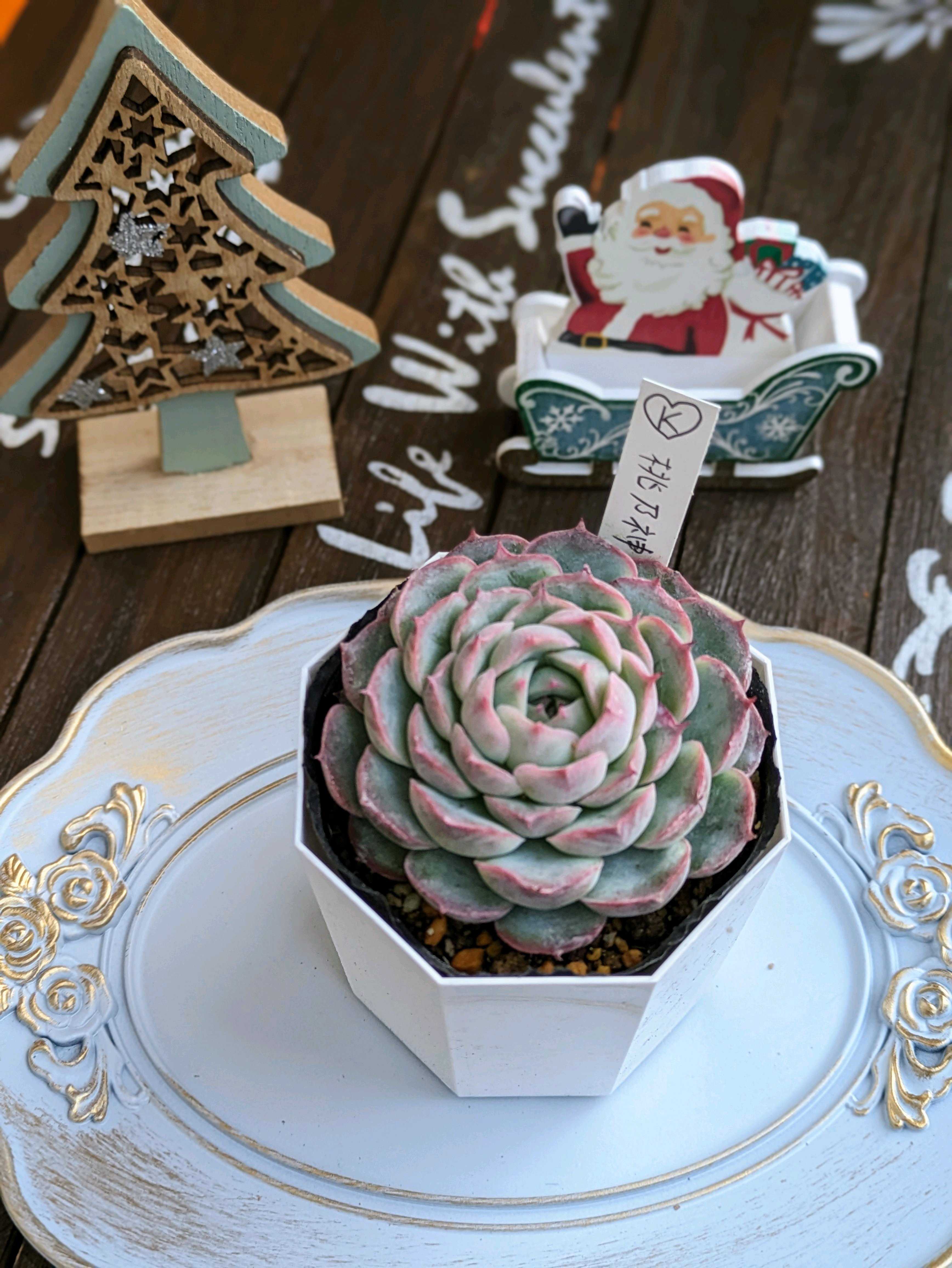 Kamiさん苗 桃乃神の記録｜🍀GreenSnap（グリーンスナップ）