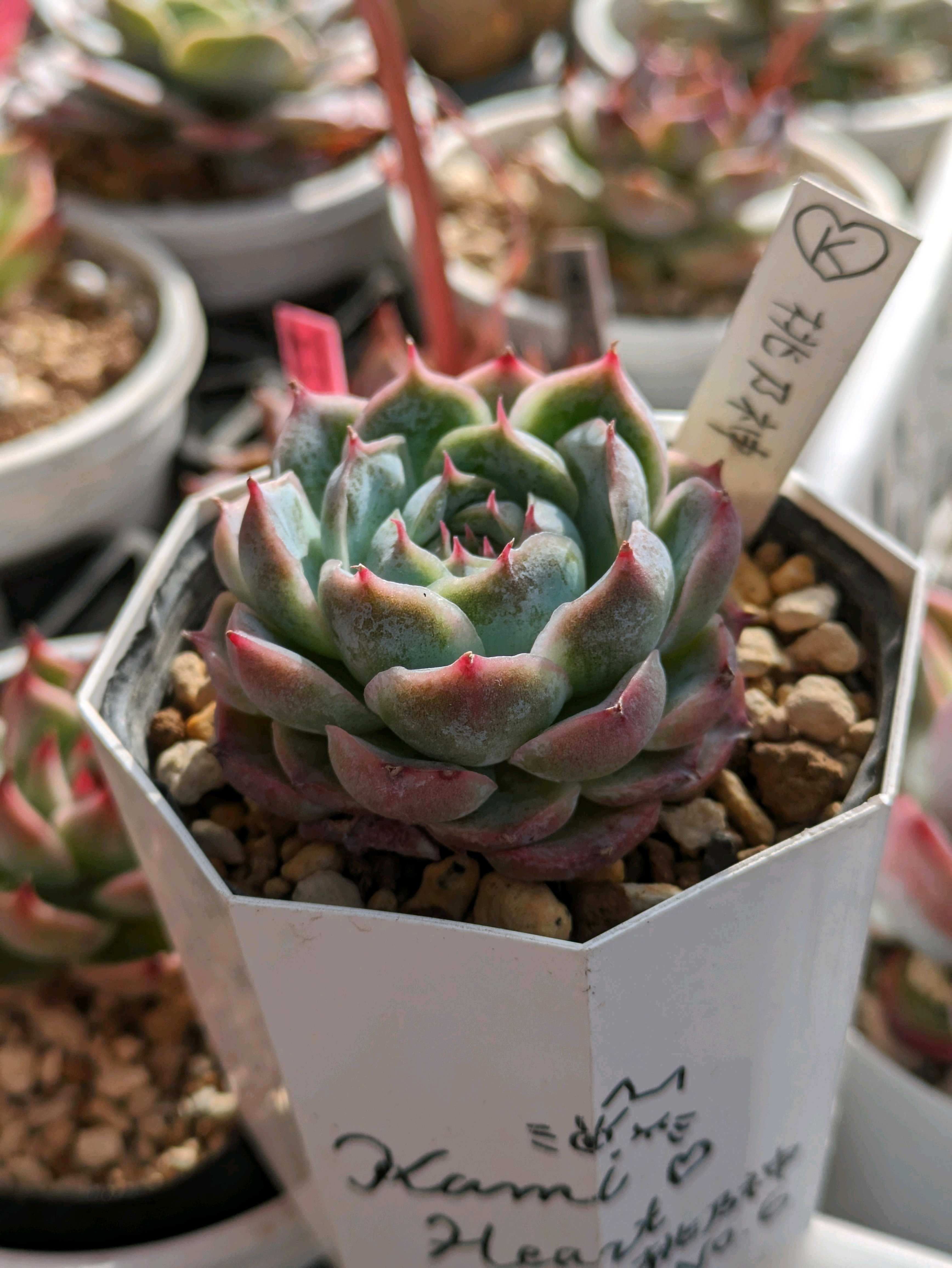 Kamiさん苗 桃乃神の記録｜🍀GreenSnap（グリーンスナップ）