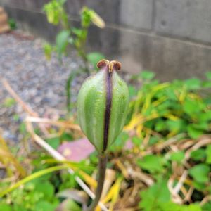 チューリップ,小さな花壇,種の画像