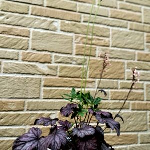 ヒューケラ シャンハイ,ヒューケラ シャンハイ,シュウメイキク,春咲き秋明菊,寄せ植えの画像