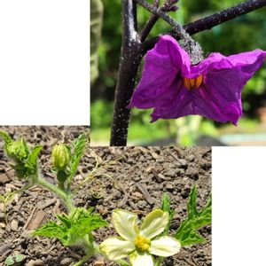 茄子,西瓜,我が家の畑,風薫る5月,新緑の５月の画像