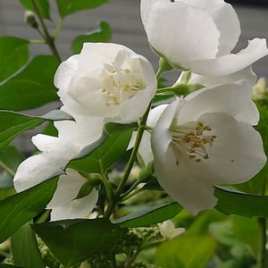バイカウツギ,白い花,花のある暮らし,小さな庭の画像