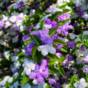 ニオイバンマツリ,白い花,花のある暮らし,スマホ撮影,紫色の花の画像
