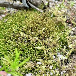 ガーデニング,苔テラリウム,広島県,苔（コケ）,小さな庭の画像