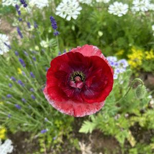ポピーパンドラ,ナチュラルガーデン,春の庭,富山支部,赤色の花の画像