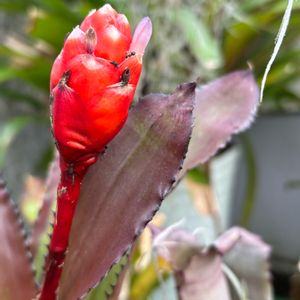 ケスネリア・エドムンドイ・ルブロブラクテアータ,ブロメリア,開花,着生植物,タンクブロメリアの画像