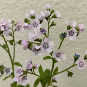 シノグロッサム,シノグロッサム（ローズピンク）,切り花,ピンク,小さな庭の画像