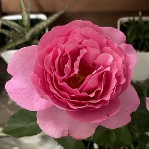 バラ,かわいい,初心者,綺麗なお花,イブ ピアッチェの画像