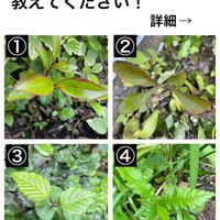 ヤマモモ,ヒサカキ,イヌシデ,山野草,神奈川県の画像