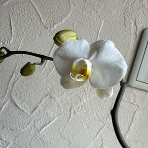 胡蝶蘭,胡蝶蘭の２度咲きの画像