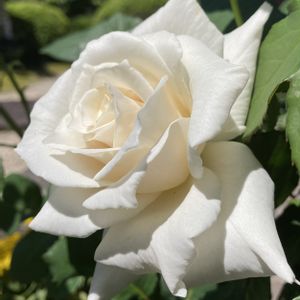バラ パスカリ,バラ・ミニバラ,ばら バラ 薔薇の画像