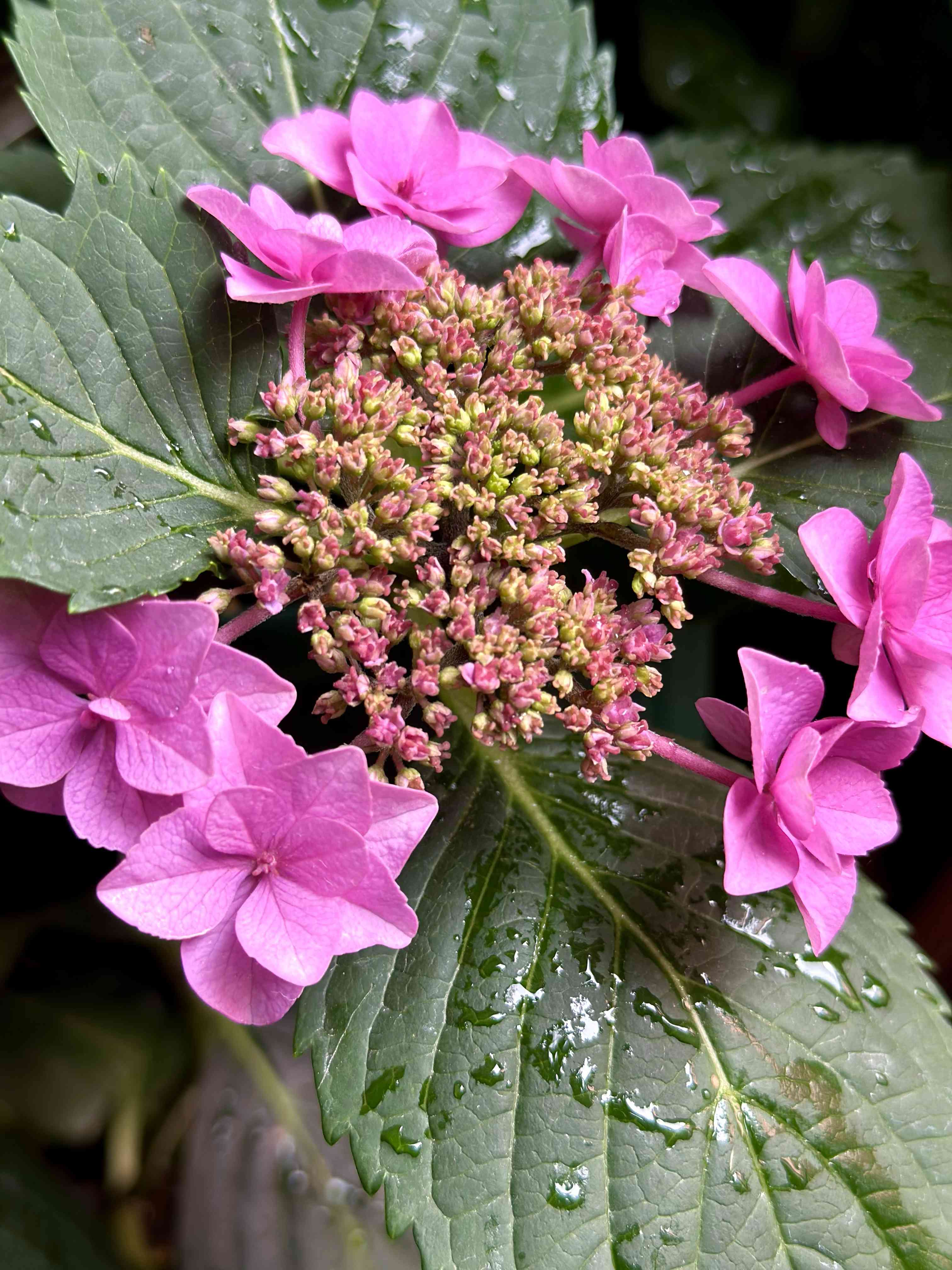 紫陽花が好き♡の投稿画像 by さいたまさん｜加茂セレクションと紫陽花