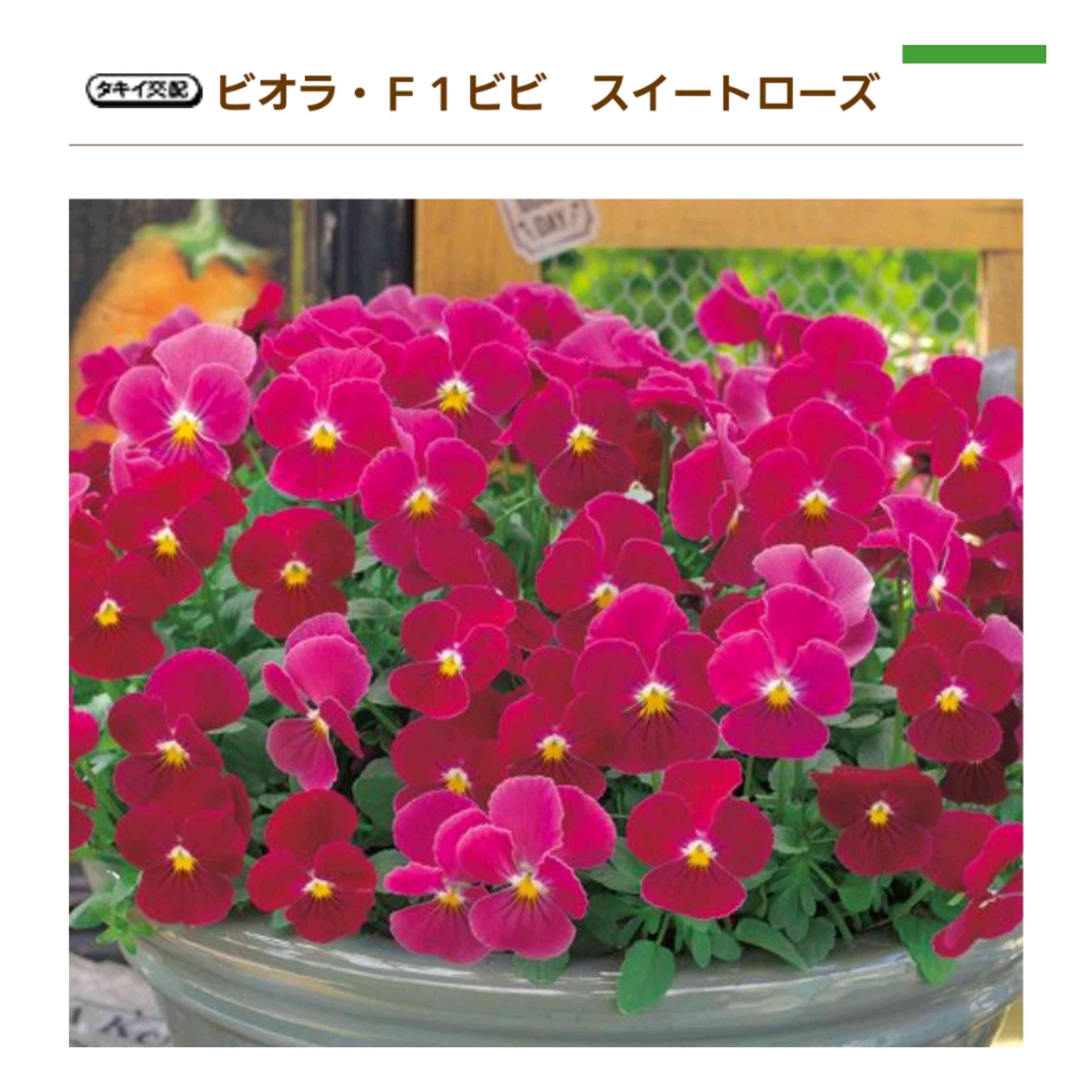 No.147 備忘録: ビオラ・F1ビビ スイートローズ観察日記｜🍀GreenSnap