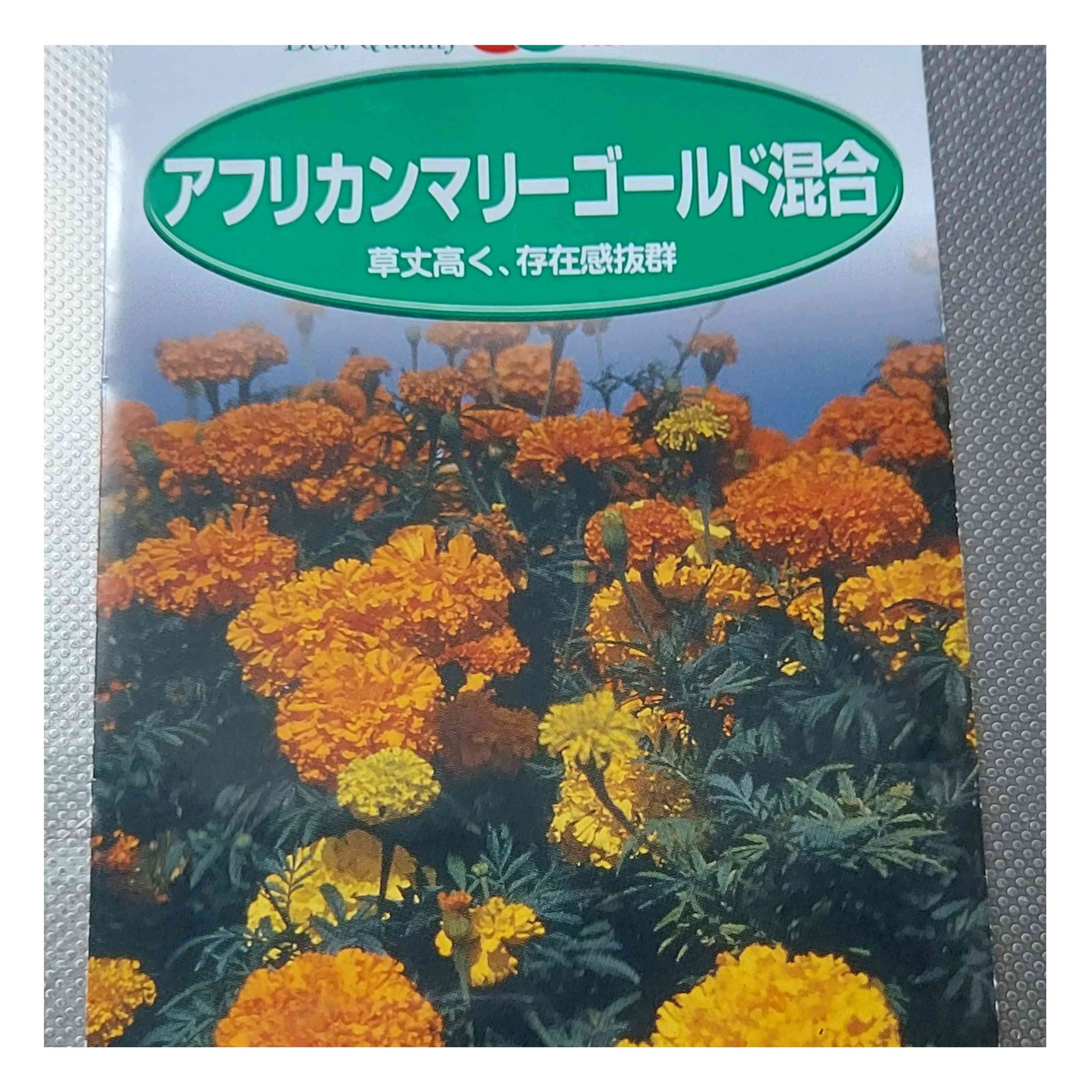 No.152 アフリカンマリーゴールド観察日記|🍀GreenSnap No.152 アフリカンマリーゴールド観察日記|🍀GreenSnap