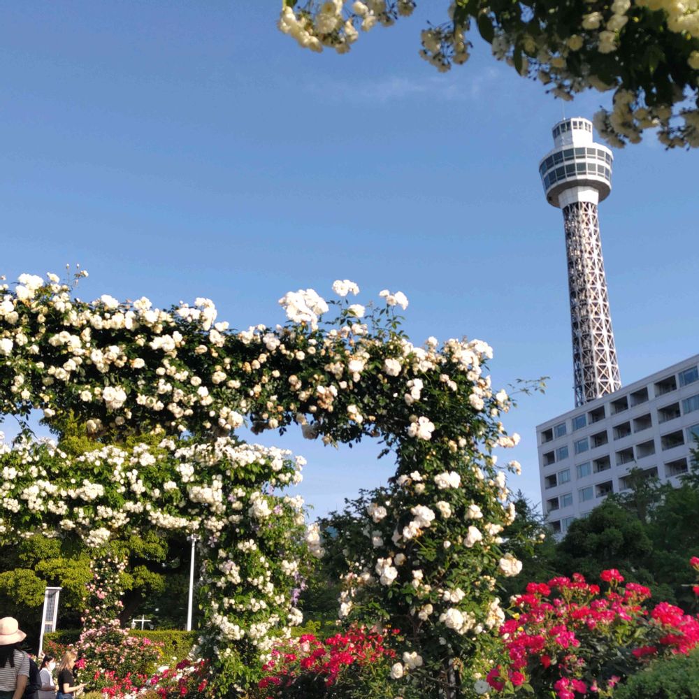 ゴマさんの山下公園への投稿