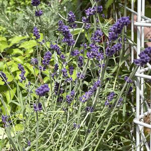 イングリッシュラべンダー,テラコッタ,花と緑のある暮らし,おうち園芸,玄関アプローチの画像