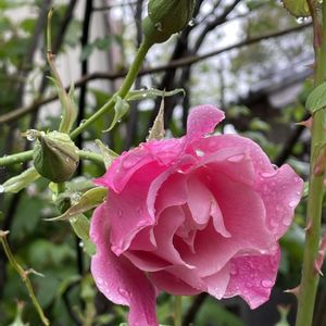 薔薇 スパニッシュ・ビューティ,花のある暮らし,花いろいろ,薔薇愛同盟,GS映えの画像