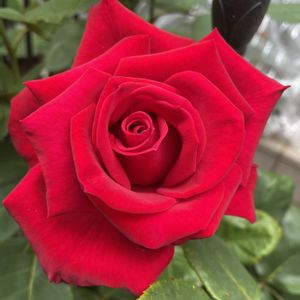 薔薇クリスチャンディオール,花のある暮らし,プランター栽培,ばら バラ 薔薇,赤・紅・あか・レッドの画像