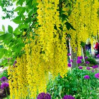 アリウム,キングサリ,キバナフジ,黄色い花,美しいの画像