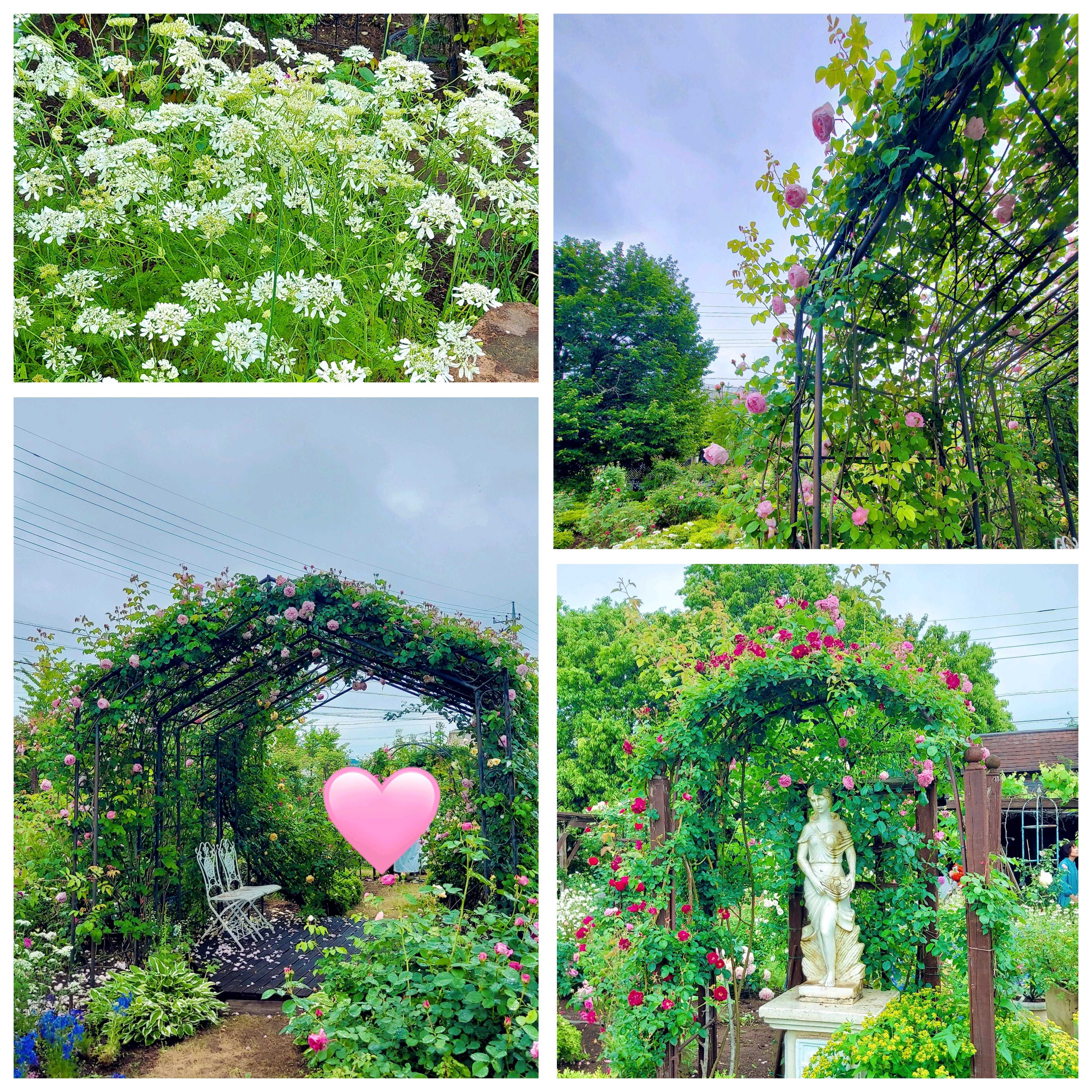 No.102 つくばローズガーデン2024年 ①風景｜🍀GreenSnap（グリーン